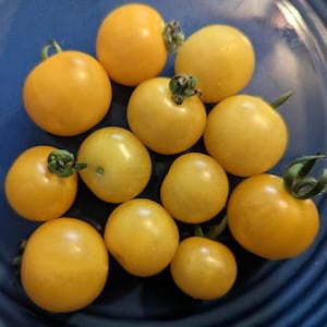 Birdie Jaune Micro Dwarf Tomato Seeds