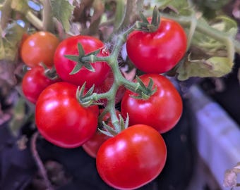 Sart Rolois Tomate Aus Belgien - Tomate - 5+ Samen - Samen - P 471 - Österreich