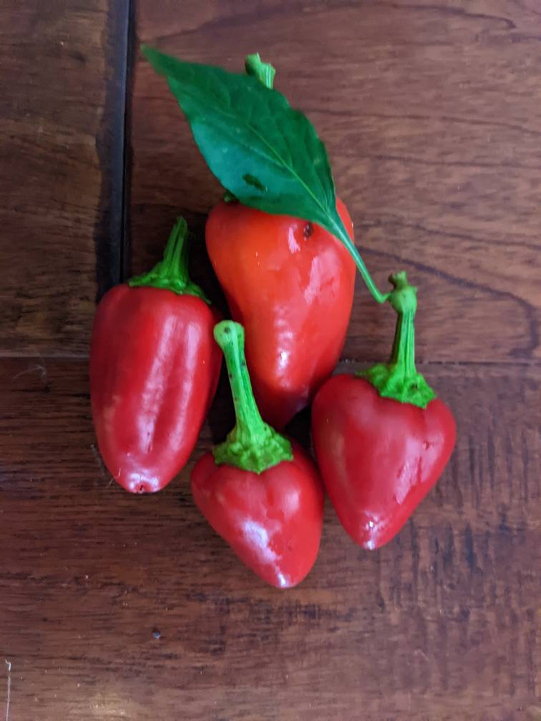 Organic Karlo Pepper Seeds Etsy