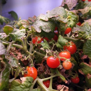Bonsai Micro Dwarf Tomato Seeds