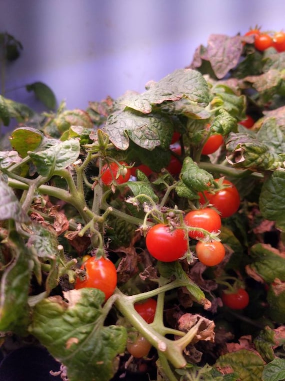 Bonsai Micro Dwarf Tomato Seeds | Red Cherry Tomato | Heirloom Garden Seeds  | Indoor Hydroponic | Container Gardening