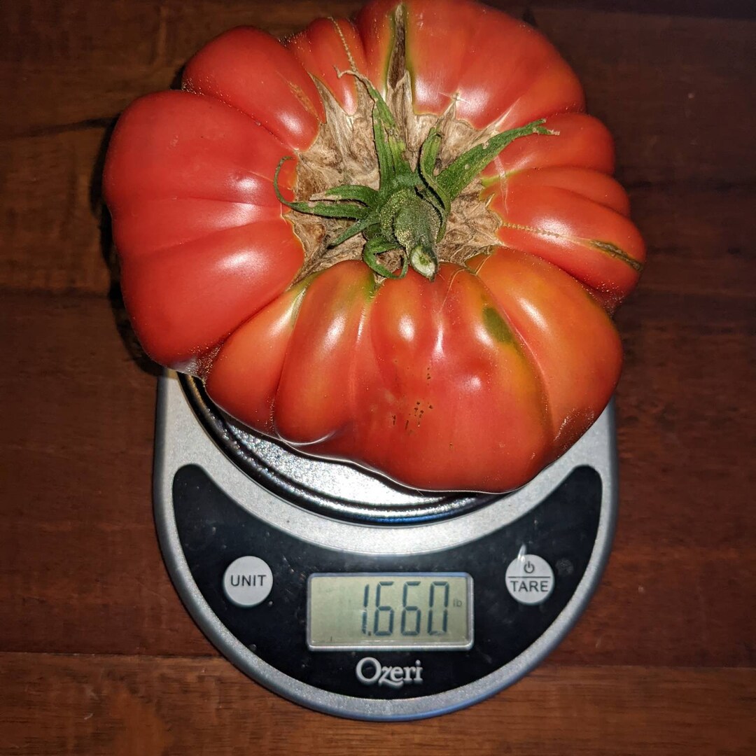 Organic Watermelon Beefsteak Tomato Seeds Etsy