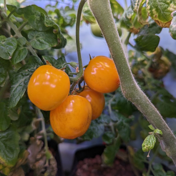 Balcony Miracle Golden Patio Tomato Seeds