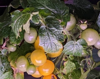 May include: Close-up of a tomato plant with green leaves and clusters of yellow and green tomatoes. The tomatoes vary in size and ripeness, with some still green and others a vibrant yellow. The plant is healthy and well-lit.