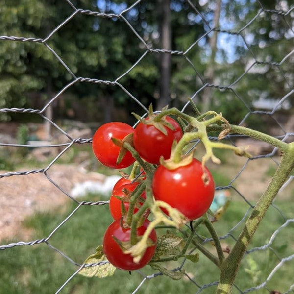 Organic Sweet Aperitif Tomato Seeds