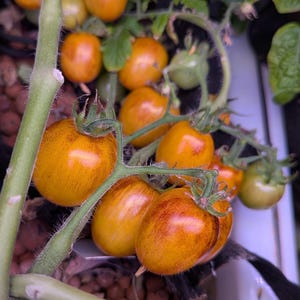 Golden Hour Micro Dwarf Tomato Seeds | Orange Cherry Tomato | Brad's Atomic Grape Cross | Wild Boar Farms | Indoor Container Gardening