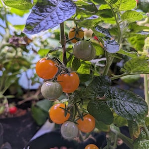 Jochalos Micro Dwarf Tomato Seeds