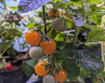 May include: Close-up of a tomato plant with small, orange tomatoes growing on the vine. The tomatoes are surrounded by green leaves.