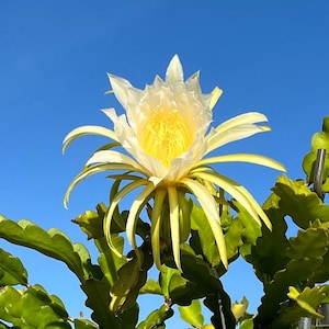 Dragon Fruit Epiphyllum (UNROOTED CUTTING)