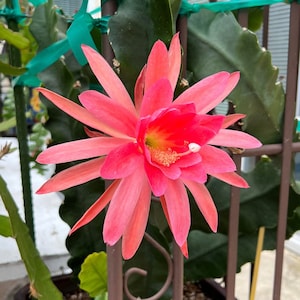 Candyfloss Epiphyllum