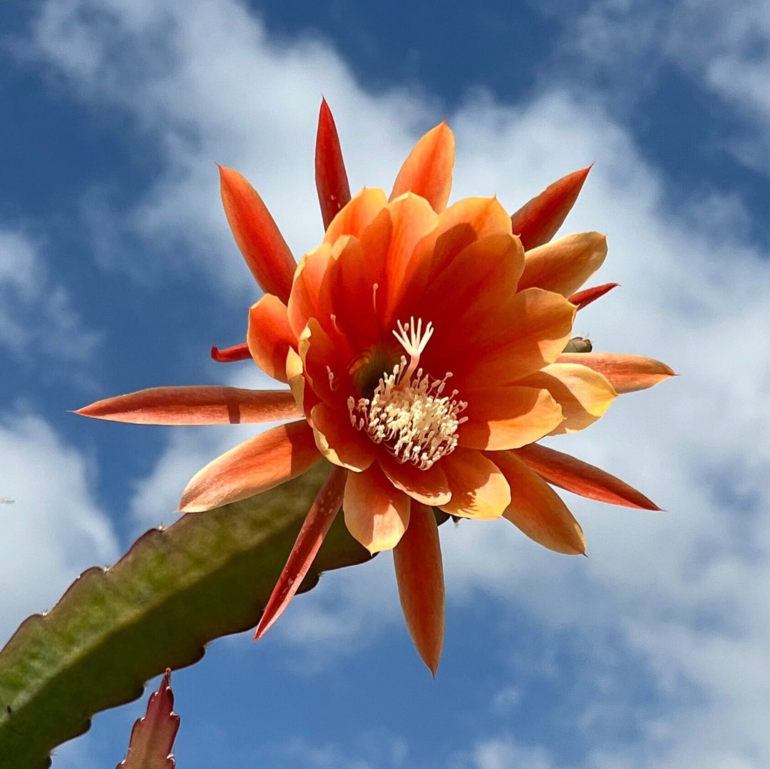 King Midas Epiphyllum - Etsy