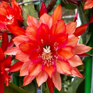Three Oranges Epiphyllum
