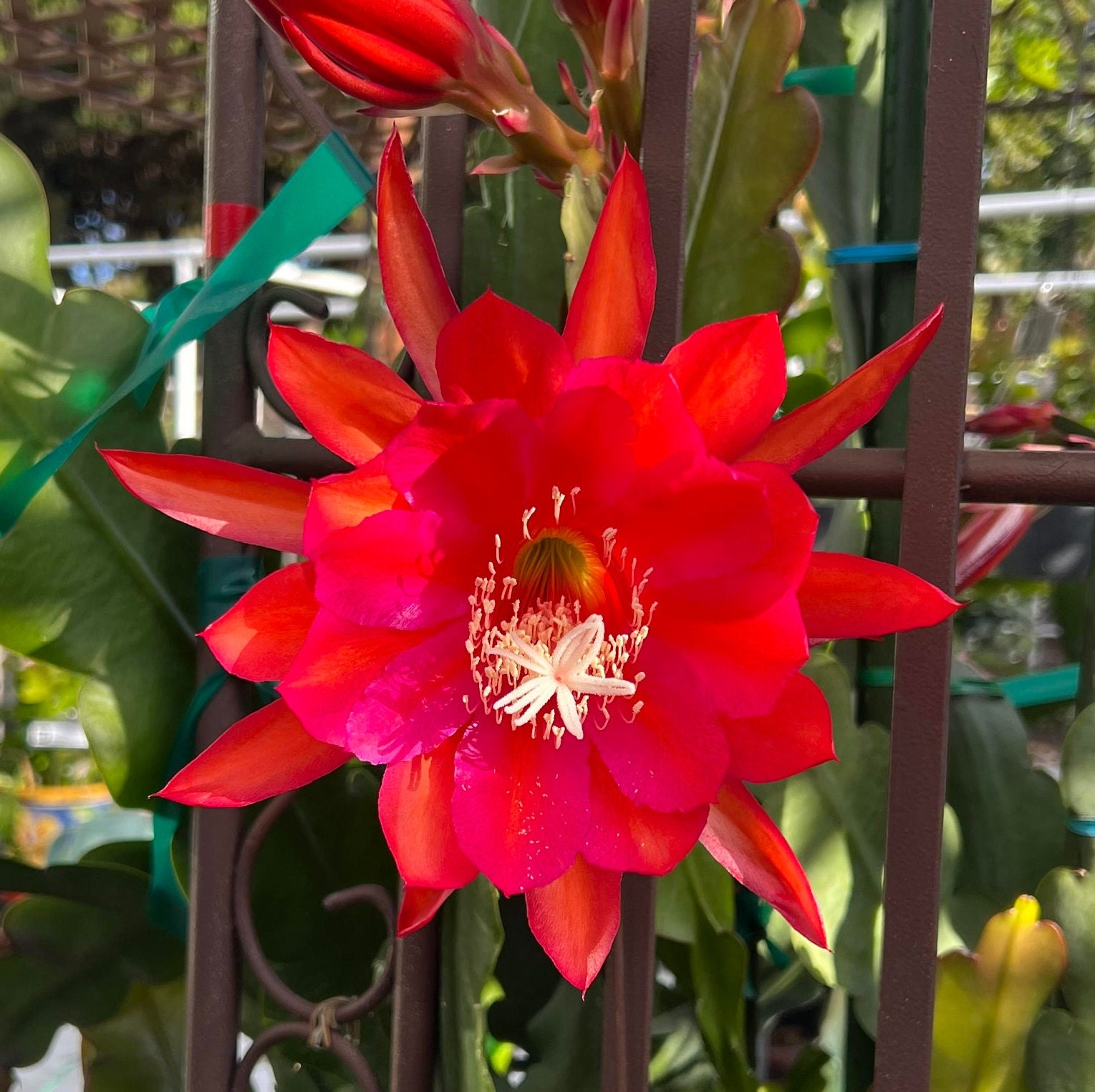 Orchid Cactus ‘Over the Top’ (Epiphyllum hybrid)