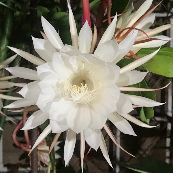 Queen Of The Night Epiphyllum