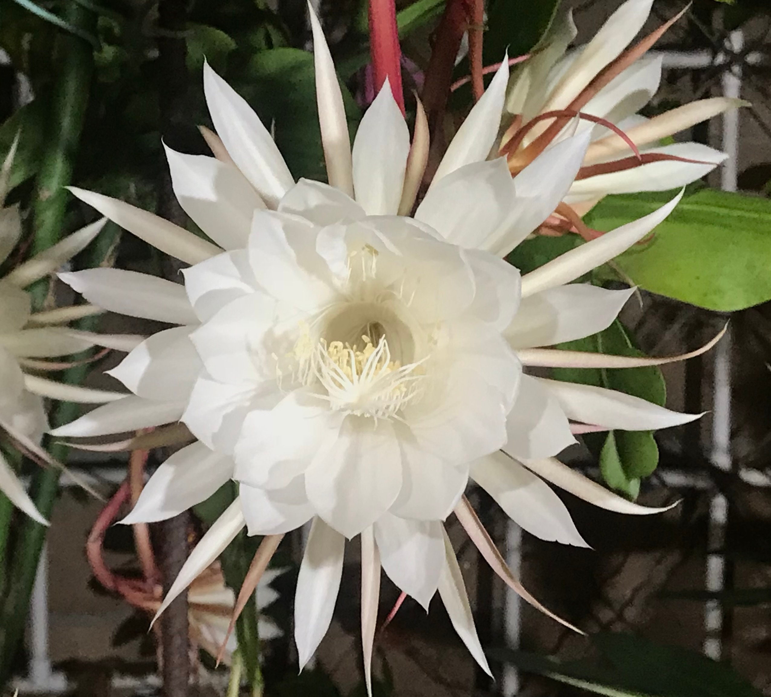 Queen of the Night Epiphyllum Etsy