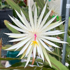 Hookeri Epiphyllum (UNROOTED CUTTING)