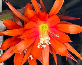 Whirlibird Epiphyllum (UNROOTED CUTTING)