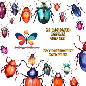 Op de afbeelding: Een verzameling van 20 diverse aquarel kever clip art afbeeldingen in verschillende kleuren, waaronder rood, oranje, blauw en paars. De afbeelding bevat ook een vlinderlogo en de tekst "20 ASSORTED BEETLES CLIP ART" en "20 TRANSPARENT PNG FILES."