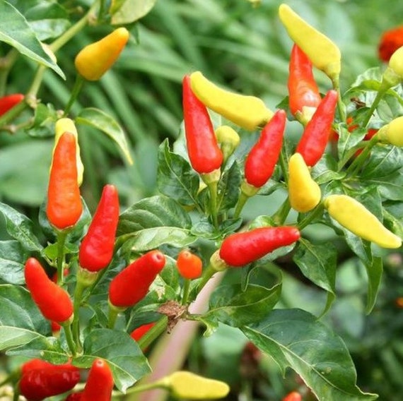 Hot Pepper Seeds Etsy