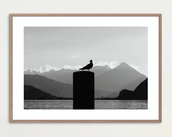 Bird photography, Seagull, Black and white, Wall art, Instant download, Printable digital art