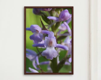 花の写真、蘭、ブヨ蘭、ウォールアート、インスタントダウンロード、印刷可能なデジタルアート