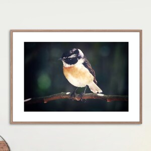 Reunion stonechat, Bird photography, Ornithology, Wall art, Instant download, Printable digital art