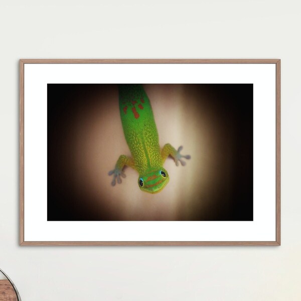 Animals photography, Gecko, Funny Animal, Wall art, Instant download, Printable digital art