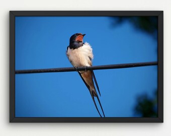 Birds photography, Swallow, Wall art, Instant download, Printable digital art