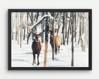 Winter Doe Fine Art Print、雪に覆われた野生動物の写真 - Etsy 日本