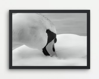 Bird photography, Swan, Black and white, Wall art, Instant download, Printable digital art
