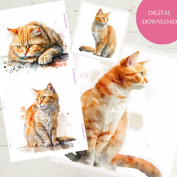 Orange cat watercolour clipart bundle, PNG Digital download bundles, Orange Cat png, Instant download, Ginger Tabby Clip art bundle