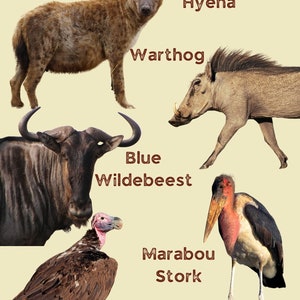 Kruger National Park Guide 2nd edition ENGLISH image 6