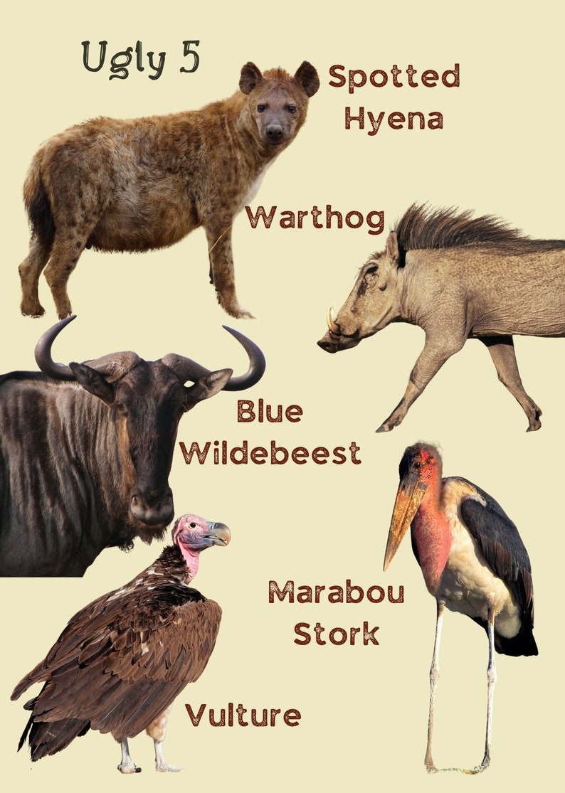 Kruger National Park Guide 2nd edition ENGLISH image 6