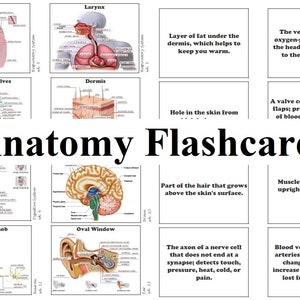 Las conversaciones clásicas desafían una ciencia Tarjetas didácticas de anatomía