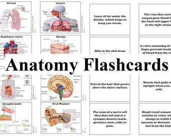 Classical Conversations Challenge A Science Anatomy Flashcards