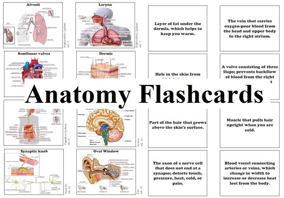 Classical Conversations Challenge A Science Anatomy Flashcards