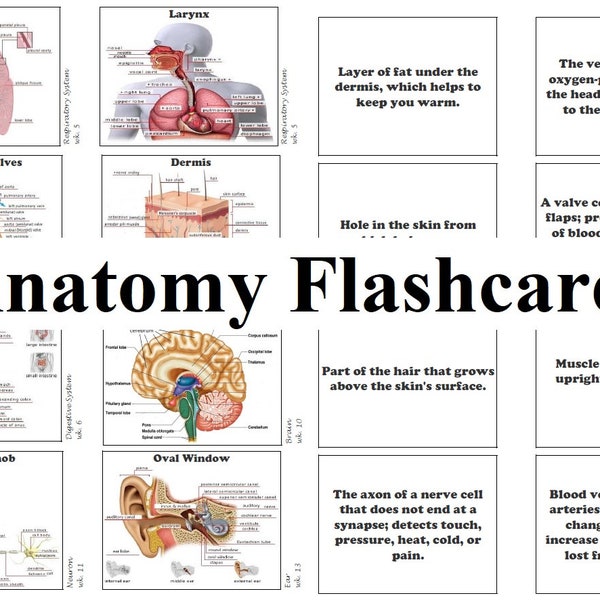 Classical Conversations Challenge A Science Anatomy Flashcards