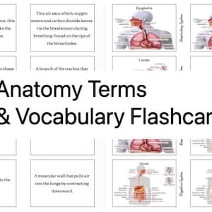 Pode incluir: Um conjunto de cartões de memória Anatomy Terms & Vocabulary com definições de texto educativas e diagramas anatómicos dos sistemas respiratório e digestivo, incluindo etiquetas para a epiglote, faringe, pulmões, pleura, ânus e boca.
