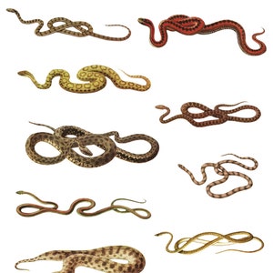 Sticker Set Snake Adder Viper Python Stickers Planner Stickers ...