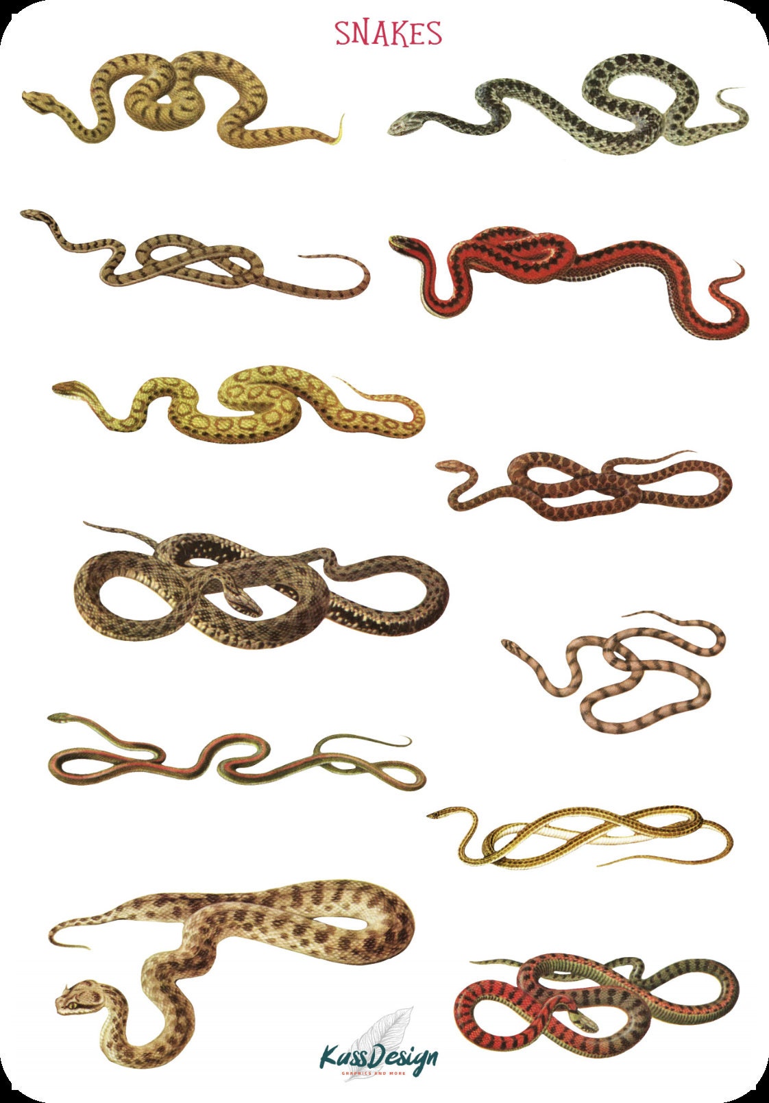 Sticker Set Snake Adder Viper Python Stickers Planner - Etsy UK