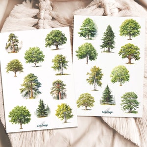 Set di adesivi alberi di latifoglie conifere