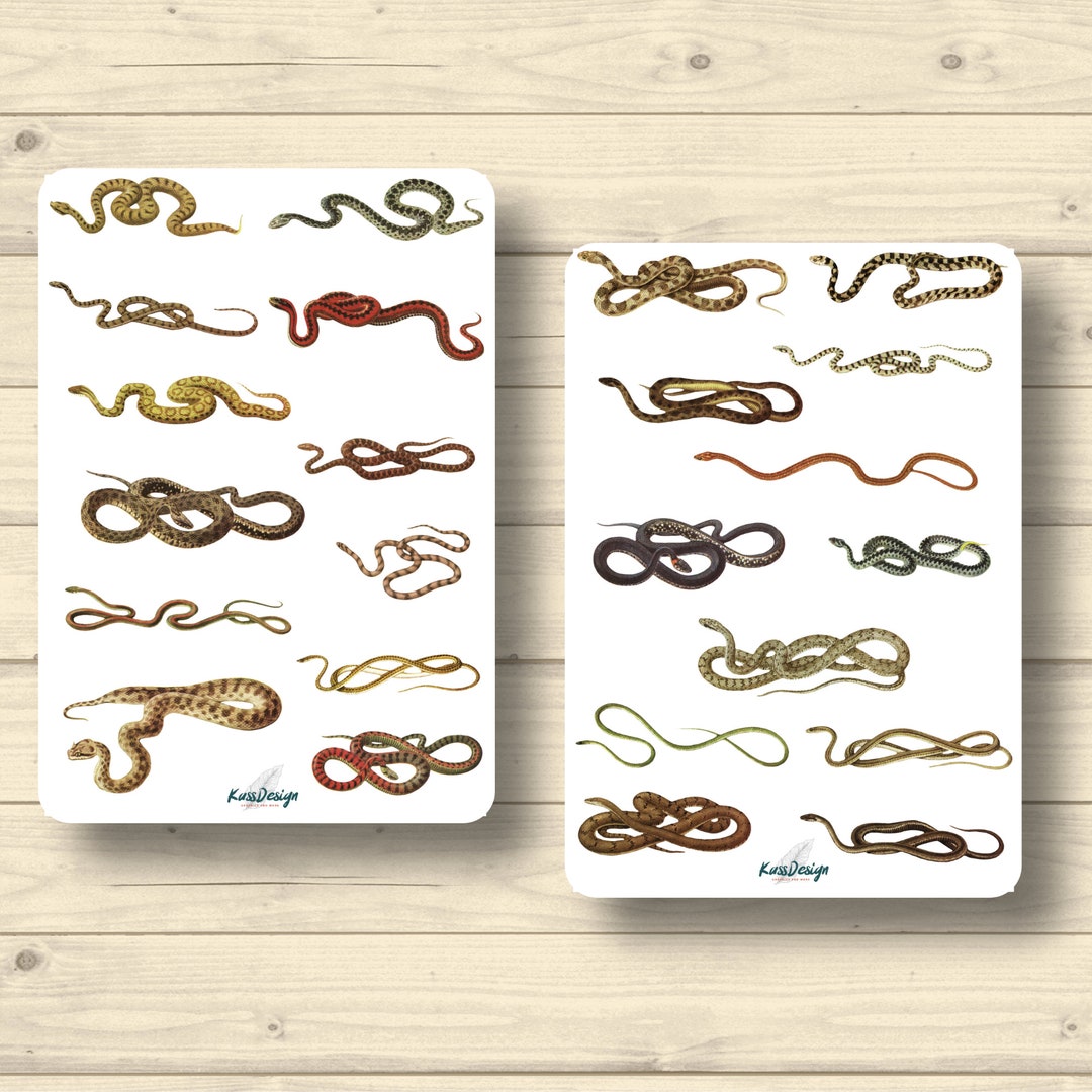 Sticker Set Snake Adder Viper Python Stickers Planner Stickers ...
