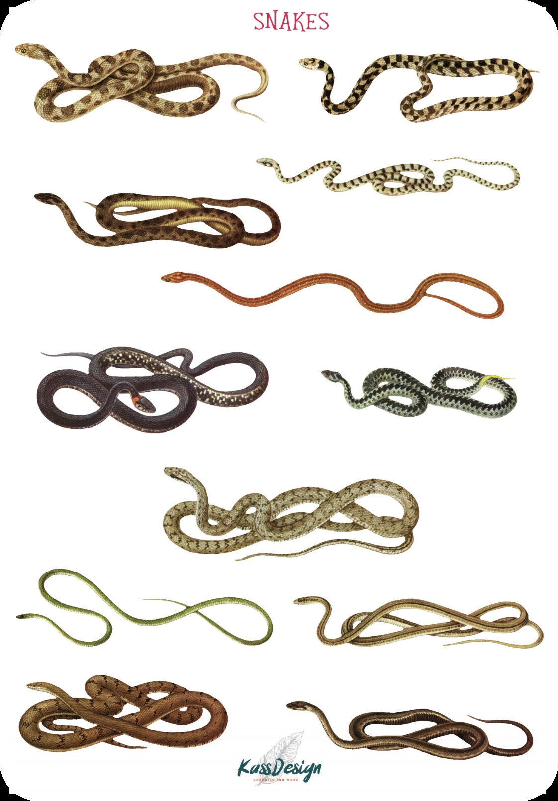 Sticker Set Snake Adder Viper Python Stickers Planner - Etsy UK