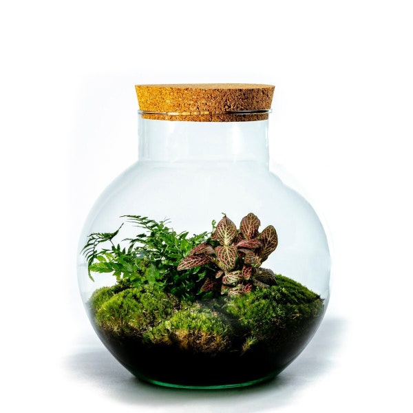 Biotope plus audacieux Bottle Garden Ecosystem ↑30 cm