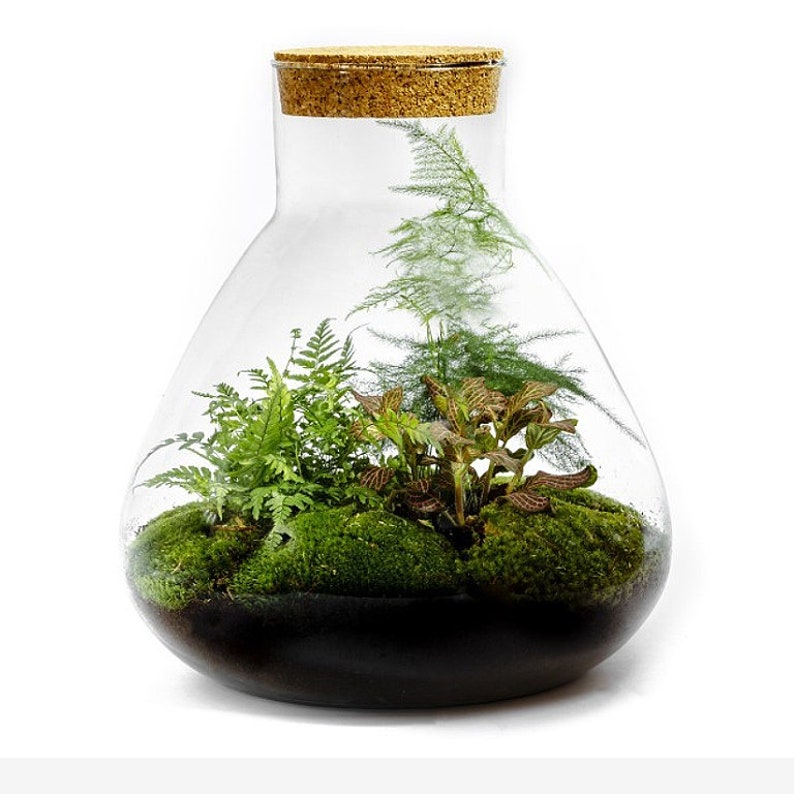 Flaschengarten Ökosystem im Glas Erlenmeyer 35cm Etsy.de