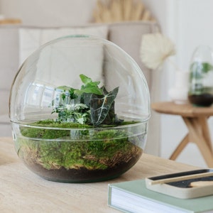 Op de afbeelding: Een glazen terrarium met verschillende groene planten en mos erin. Het terrarium staat op een houten tafel met een boek en een klein dienblad.