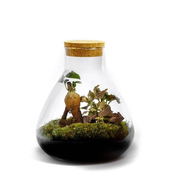 Bottle garden ecosystem in a glass "Erlenmeyer" ↑25 cm