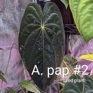 Anthurium papillilaminum Seedling