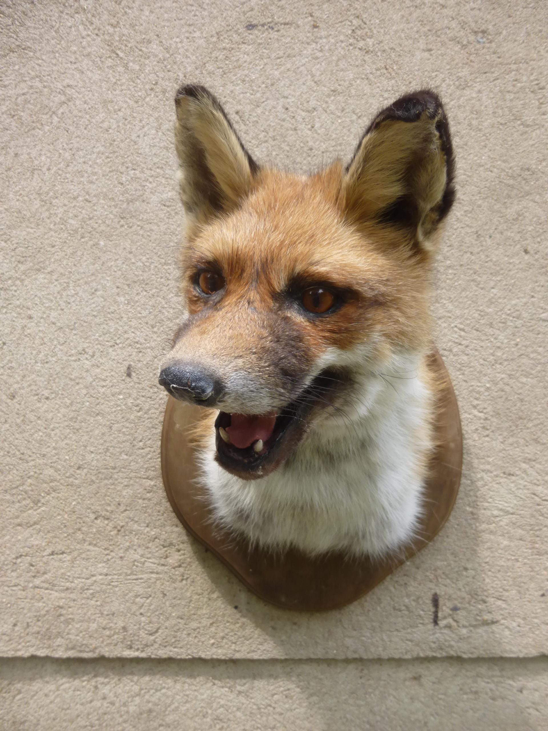 Fox Head / Red Fox / Taxidermy / Foxhead / Redfox / Vulpes vulpes