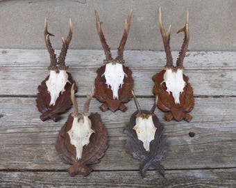 Collection of roe deer antlers / 5 roe deer antlers / Vintage / Roe deer antler
